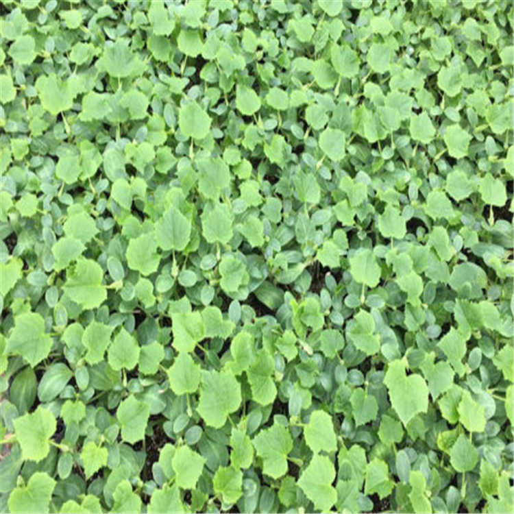广辰农业常年批发大黄瓜种苗    大黄瓜种苗大量发货