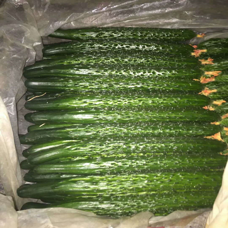 广辰农业农业种植油亮大黄瓜种苗    油亮大黄瓜种苗基地供应