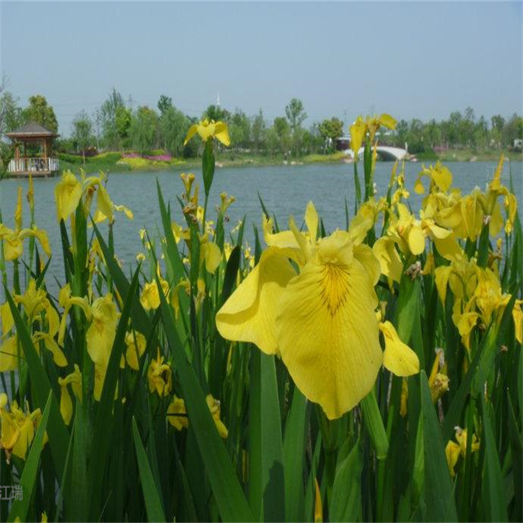 黄菖蒲现货起苗 黄菖蒲花色美丽 挺水植物黄菖蒲供应 欢迎咨询江瑞园艺
