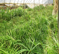 山东旱伞草厂家推荐 旱伞草现货起苗 旱伞草专车运送 江瑞园艺
