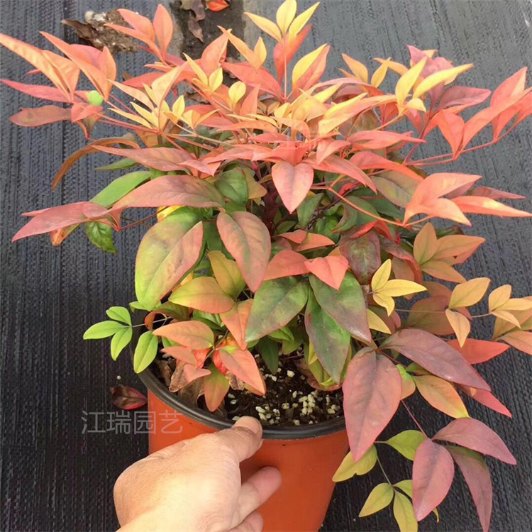 火焰南天竹花坛用 火焰南天竹栽培 山东火焰南天竹容器苗