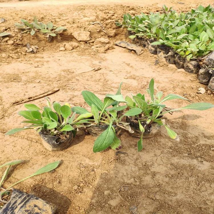 金光菊公园绿化成片种植花卉 山东金光菊幼苗种植基地 欢迎致电咨询