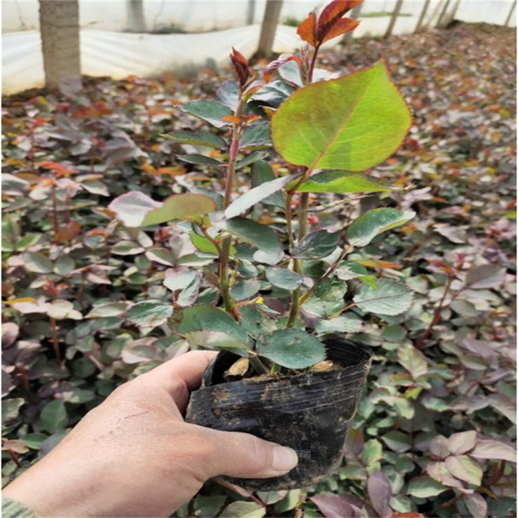 红帽子月季培育基地 山东红帽月季栽培 红帽月季花坛用 成活高