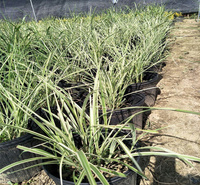 花叶蒲苇种子批发 青州花叶蒲苇采购基地 花叶蒲苇质量保障