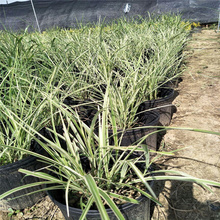 花叶蒲苇种子批发 青州花叶蒲苇采购基地 花叶蒲苇质量保障