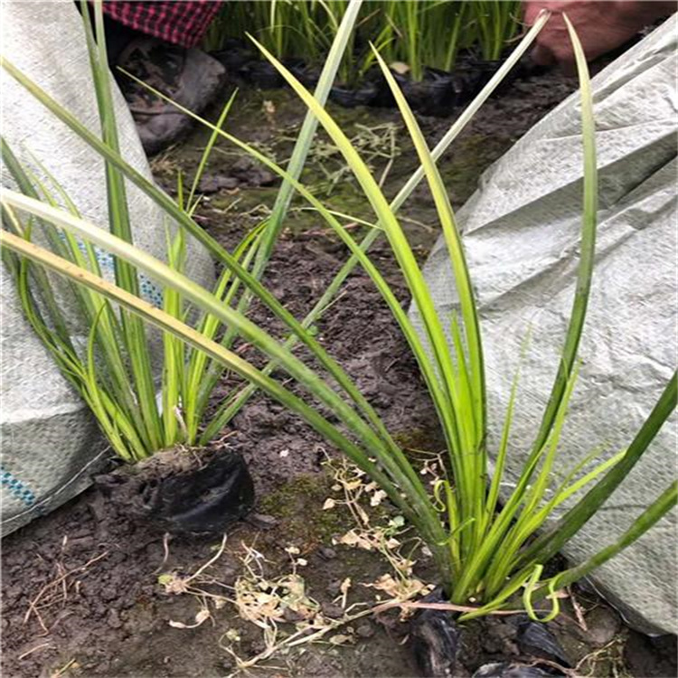 金叶石菖蒲四季美观 山东金叶石菖蒲现货起苗 江瑞供应 成活高