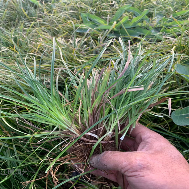 山东涝峪苔草售卖 涝峪苔草四季常绿 抗旱 耐寒 江瑞园艺栽培