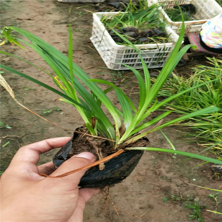 青州涝峪苔草采购基地 涝峪苔草种子培育 耐修剪 耐践踏 江瑞园艺