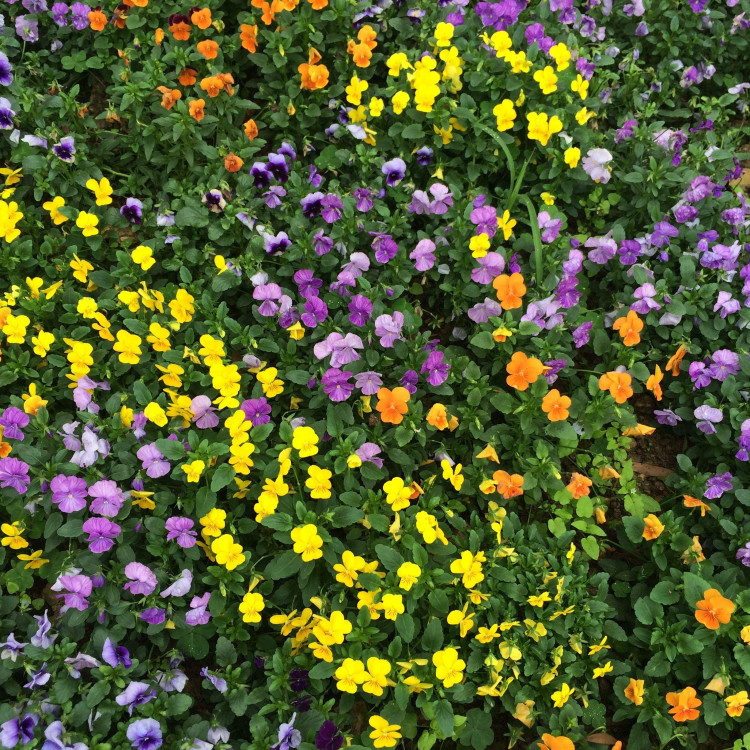  林地装饰用花角堇花 多色系观赏草花  角堇基地报价  