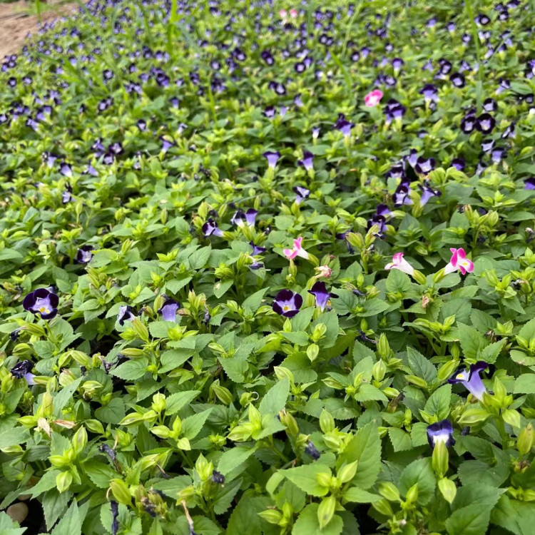 道路绿化可用夏堇  青州夏堇供应商  美化阳台观赏苗