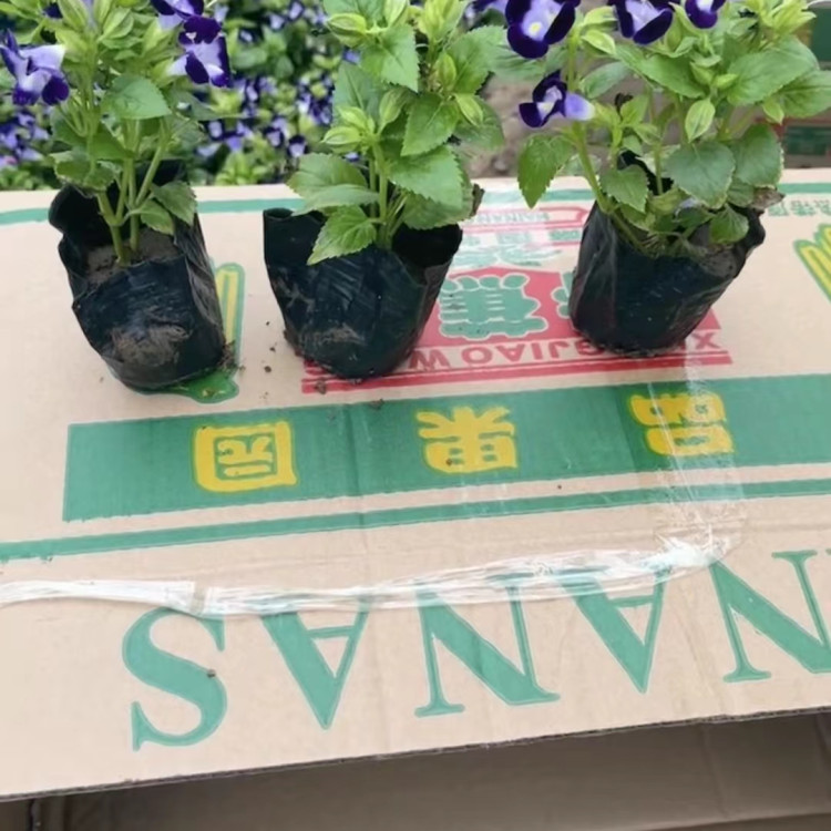 观赏花卉夏堇  夏堇小苗价格  美化阳台观赏苗