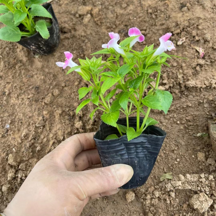观赏花卉夏堇  冠森 夏堇报价  观赏性好