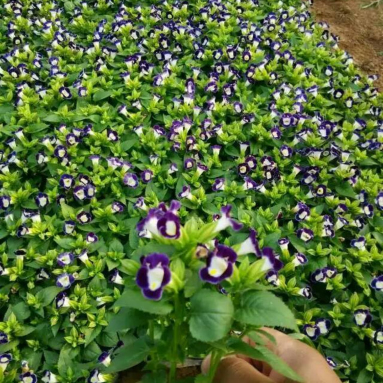 时令草花夏堇  冠森 夏堇报价  观赏性好