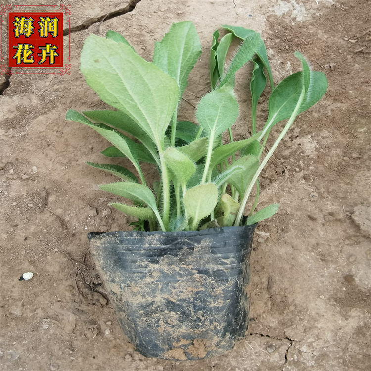 黑心菊 绿化用黑心菊小苗 批发黑心菊杯苗 海润花卉 现货直供