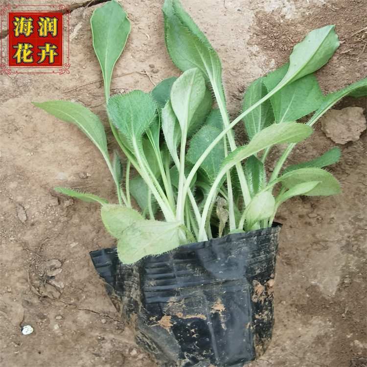 批发黑心菊 路边绿化用黑心菊小苗 黑心菊工程苗 海润花卉 苗圃现货