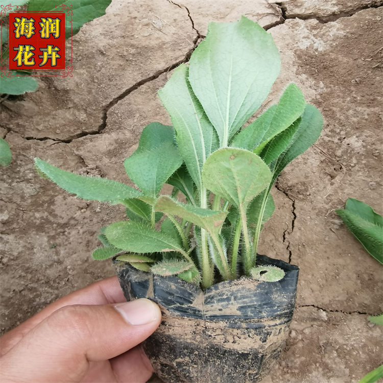 供应黑心菊小苗 毛叶金光菊杯苗 绿化用黑心菊 海润花卉 现货直供