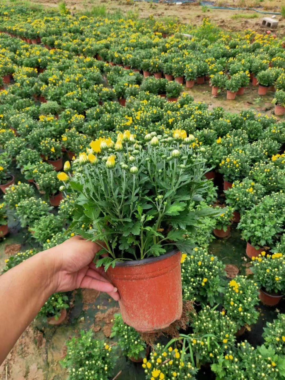 多花色国庆菊盆栽 十月一 菊花造型观赏 小苗预定中