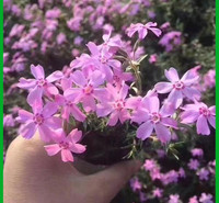 丛生福禄考花海租摆  芝樱花草坪  “会开花的草坪”