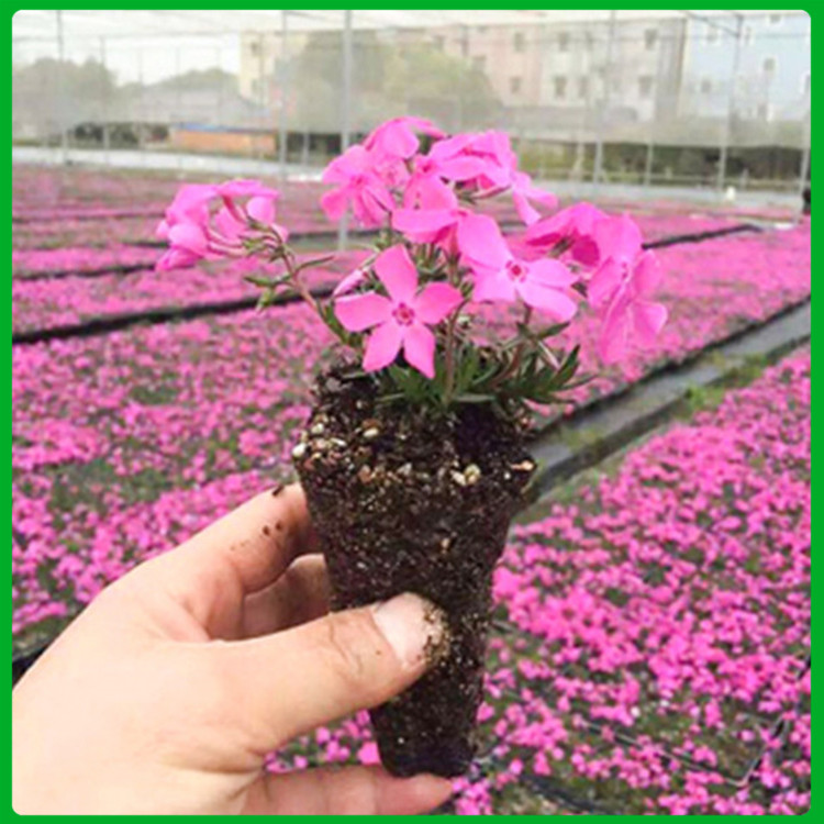 四季草花福禄考  丛生福禄考培育基地  适应能力强