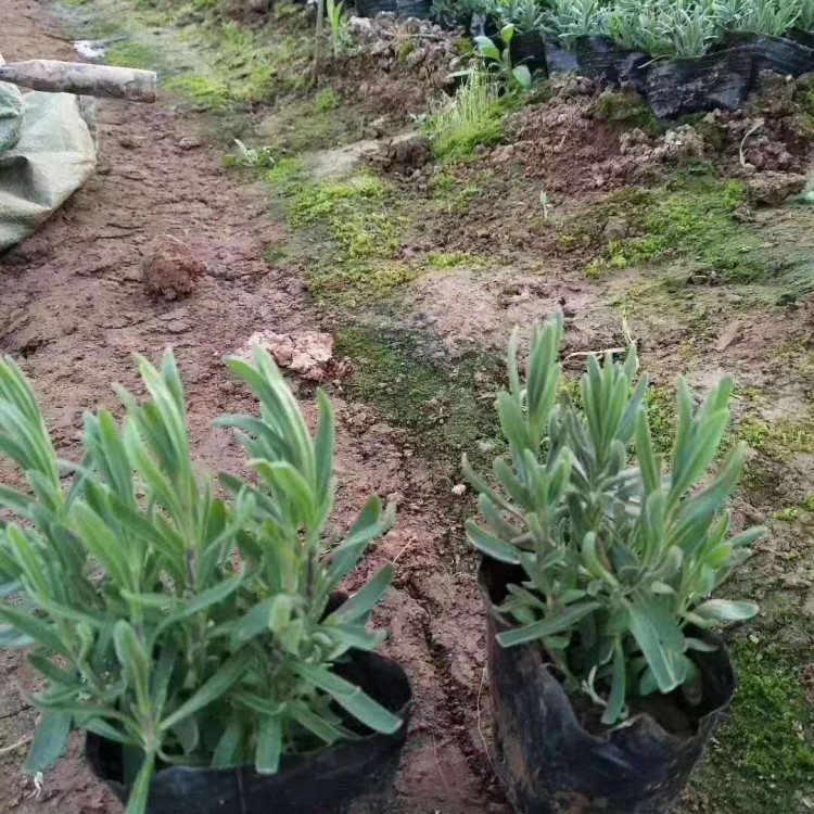 麦田   花海宿根花卉薰衣草  叶子较细花穗较短