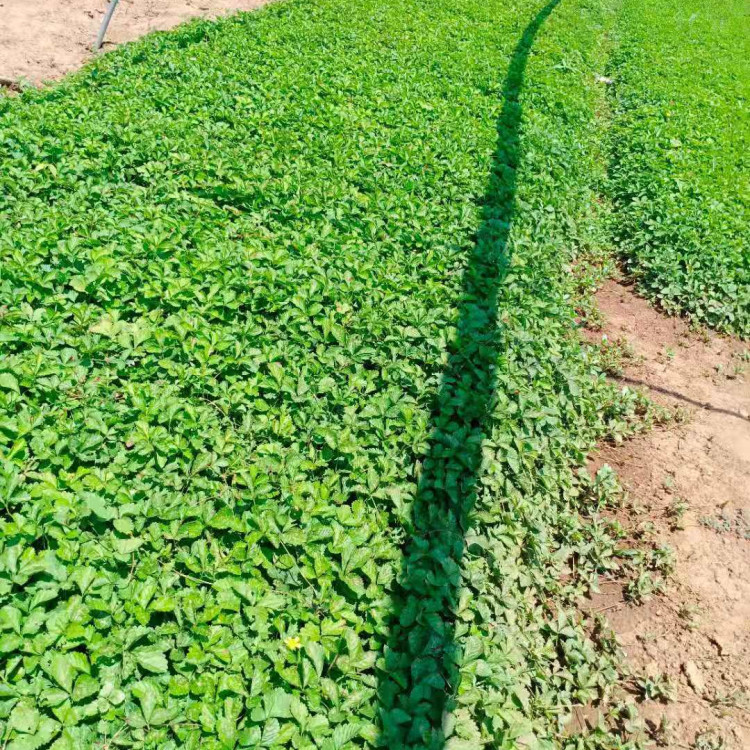 蛇莓营养杯苗培育基地 天一供应蛇莓营养杯苗 品种齐全
