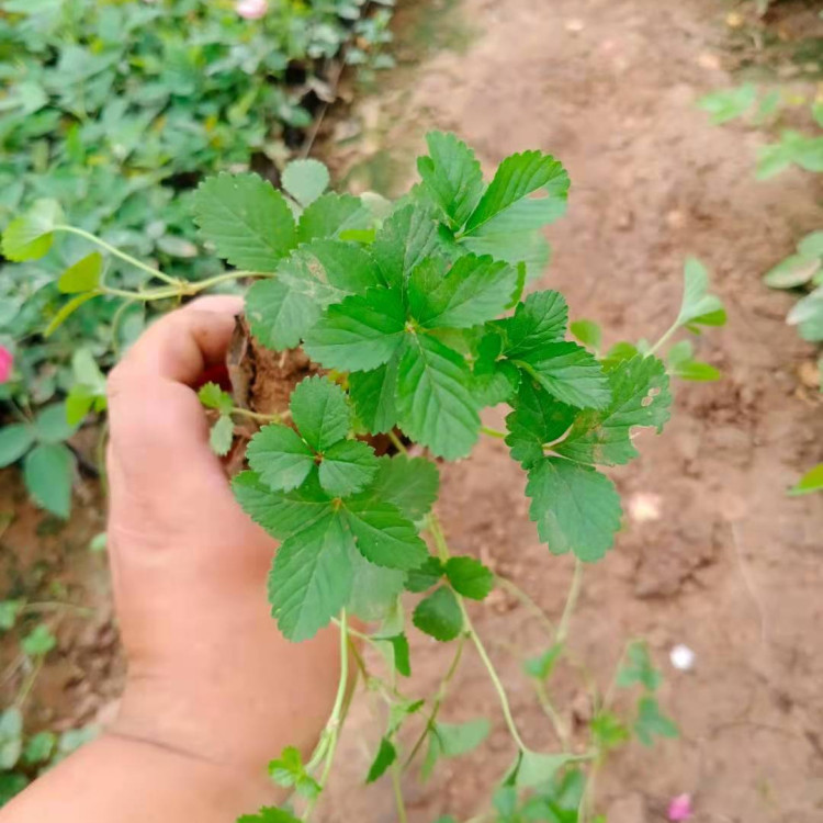 观赏价值高的蛇莓小苗 蛇莓小苗培育基地 量大价优