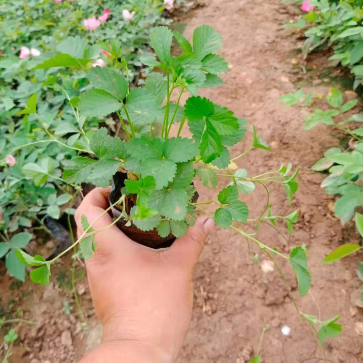 蛇莓花苗种植基地 天一供应蛇莓花苗 品种齐全