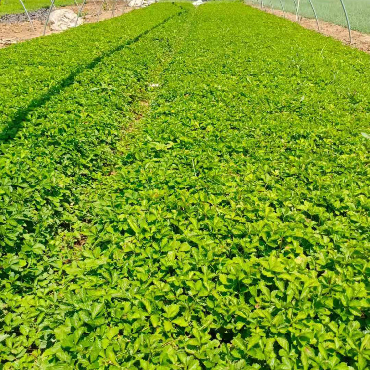 天一花卉蛇莓营养杯苗 蛇莓营养杯苗供应商 量大价优