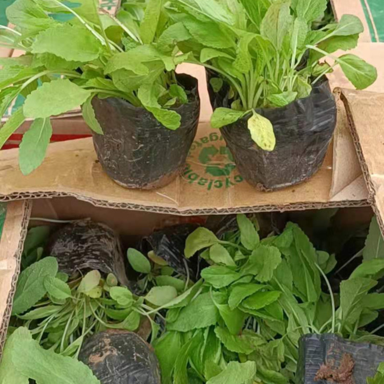 草花鼠尾草杯苗 鼠尾草供应 基地优惠直发