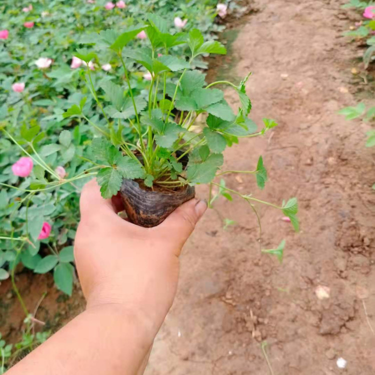 基地直供蛇莓花苗 蛇莓花苗培育基地 报价合理