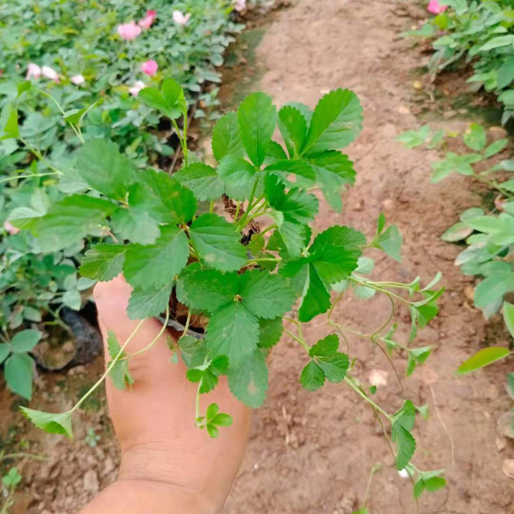 蛇莓小苗供货商 好成活的蛇莓小苗 量大价优