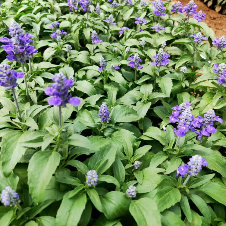 草花鼠尾草杯苗 鼠尾草种植 大量供应