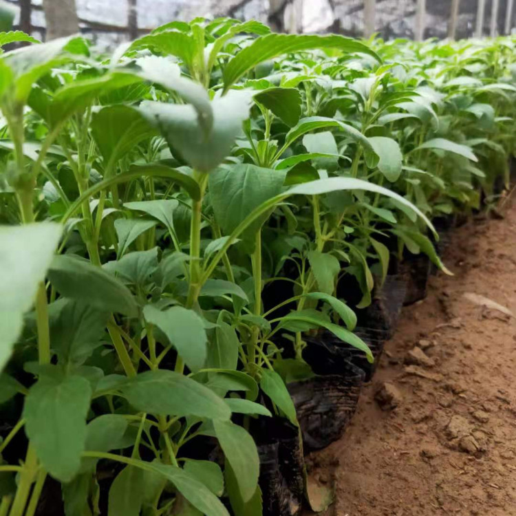 地被鼠尾草小苗 地被鼠尾草种植基地 苗圃直供