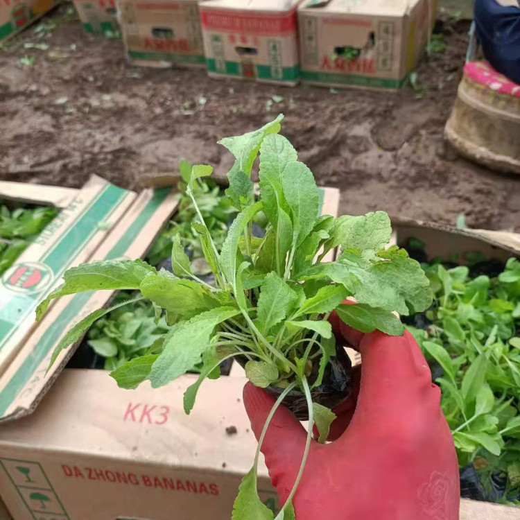 草花鼠尾草杯苗 鼠尾草价格 优价出售