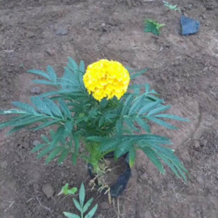 青州菊花培育基地  橙色万寿菊售价  花坛点缀用苗