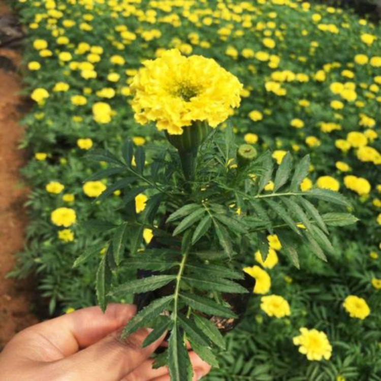 双色盆万寿菊  黄色万寿菊基地报价  适应能力好 养护简单