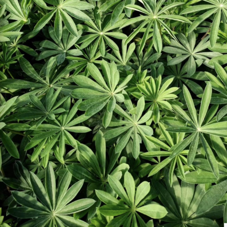 园林造景植物鲁冰花  鲁冰花种植  色彩艳丽多彩