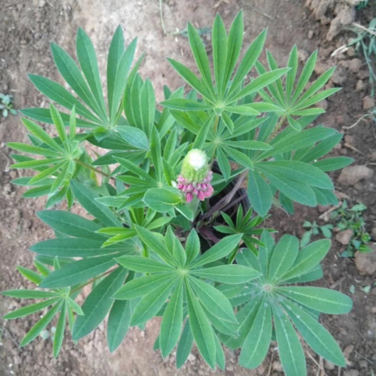 盆栽观赏羽扇豆  鲁冰花报价  观赏性好
