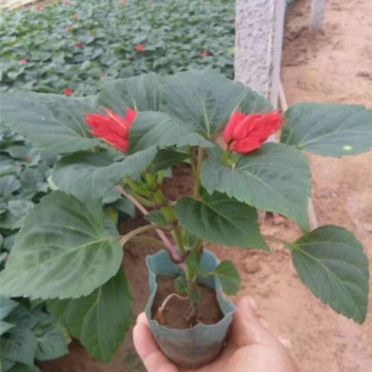 一串红花序修长  花坛点缀世纪红小苗  商场门口摆放花卉