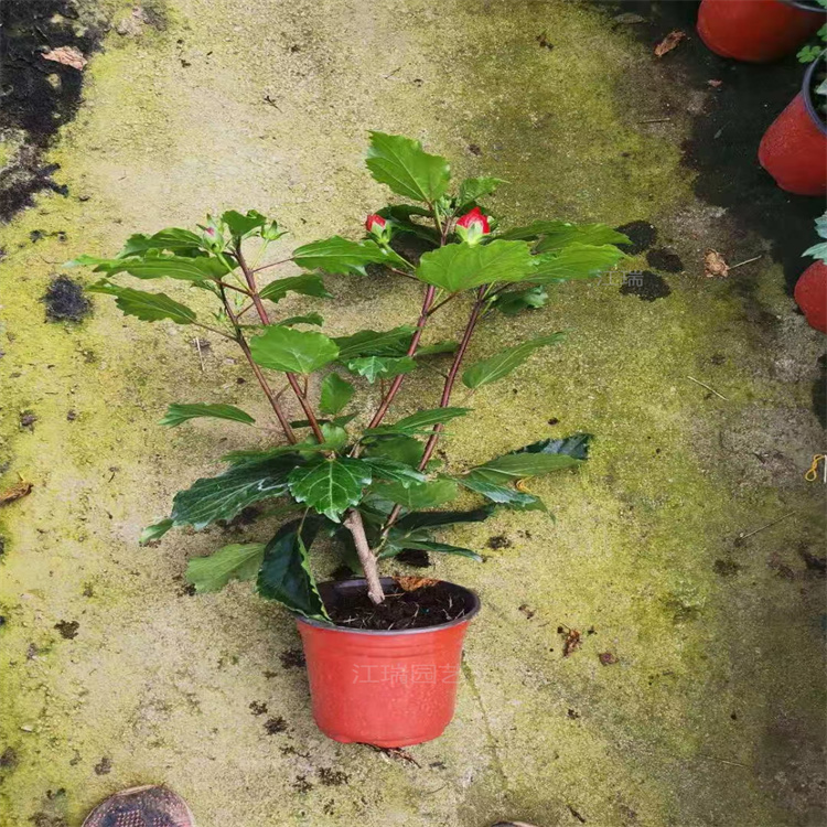 青州丹麦木槿栽培 丹麦木槿花色鲜艳 盆栽丹麦木槿 好养易活
