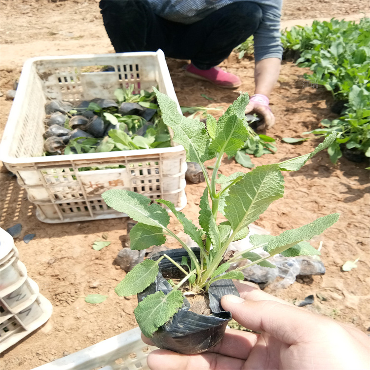 青州马鞭草现货起苗 马鞭草采购基地 桑托斯马鞭草花海 欢迎询价