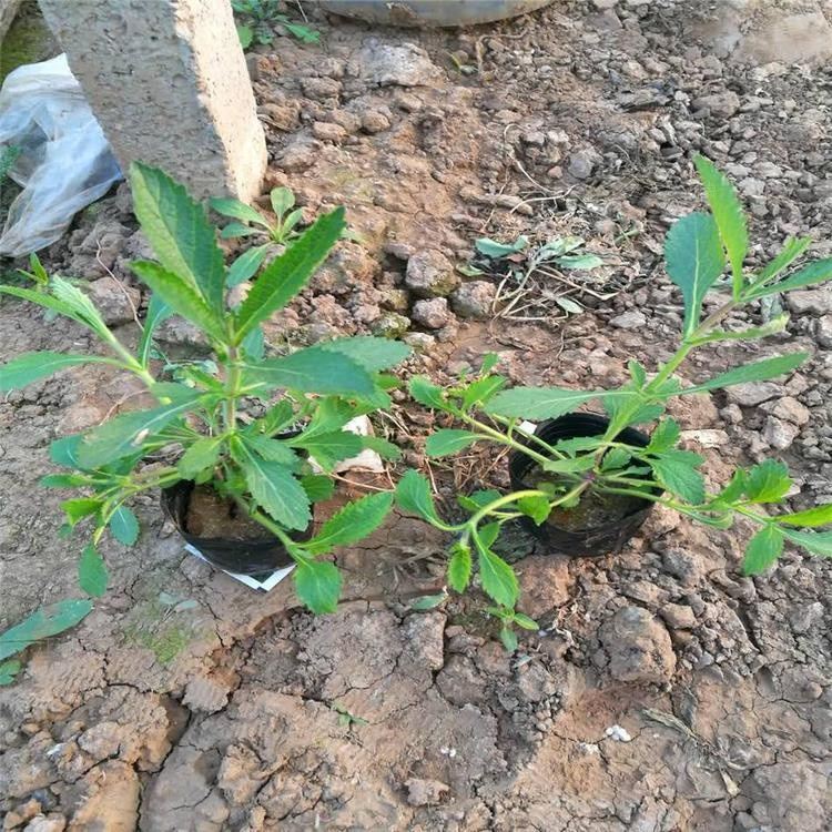 山东柳叶马鞭草栽培 马鞭草种子出售 马鞭草适应能力强 江瑞园艺