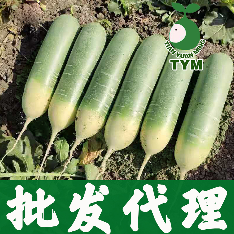 好水果萝卜种子多少钱一斤   青萝卜种子价格不辣口感甜脆绿皮什么水果萝卜品种好水果萝卜种子 厂家