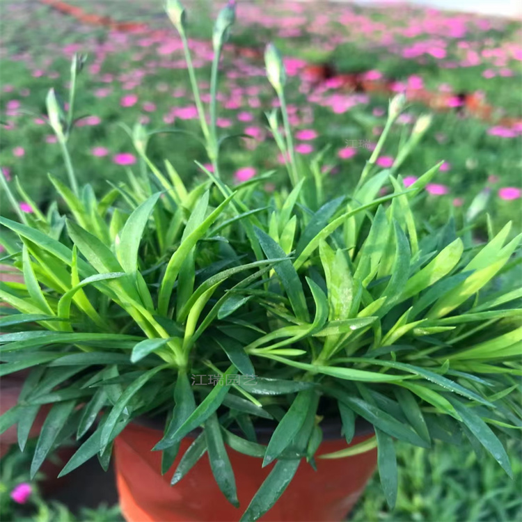 欧石竹开花草坪 杭州欧石竹自家种植供应 价格低 质量优 欢迎实地考察