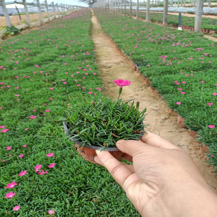 山东欧石竹报价 欧石竹常年开花 适应能力强 花期长
