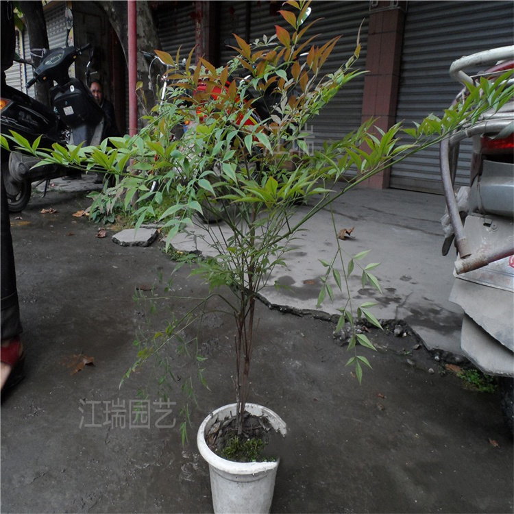 南天竹叶色美丽 花坛用红叶南天竹 绿化配色用南天竹 欢迎询价江瑞园艺