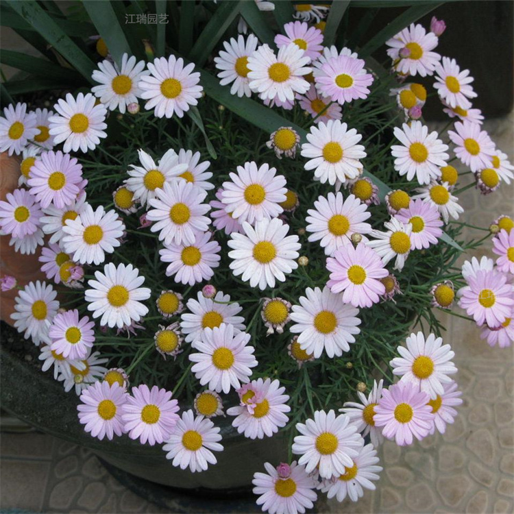 青州木春菊花色齐全 木茼蒿花坛种植 玛格丽特质量保障