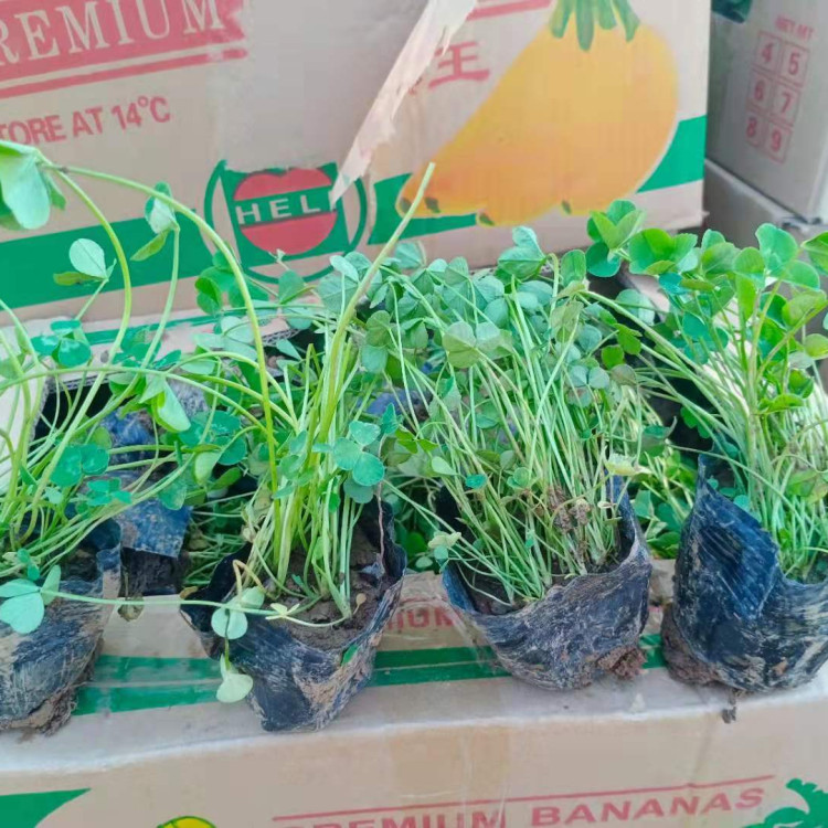 白三叶 为栽培植物 天一花卉供应白三叶小苗 价格合理
