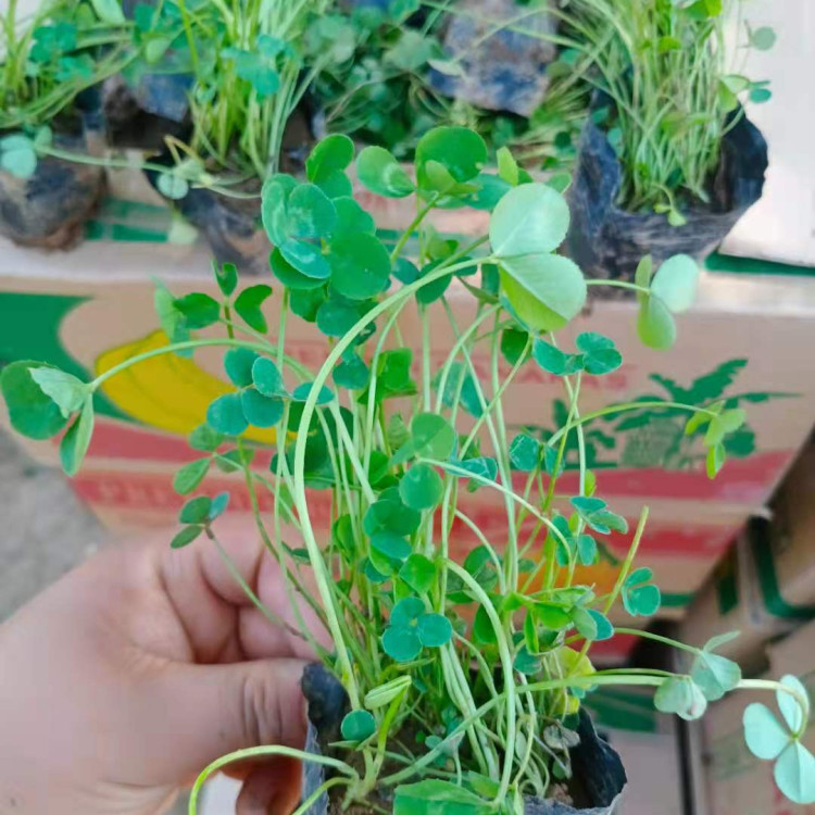 天一花卉出售白三叶小苗 白三叶种植基地 适应性广
