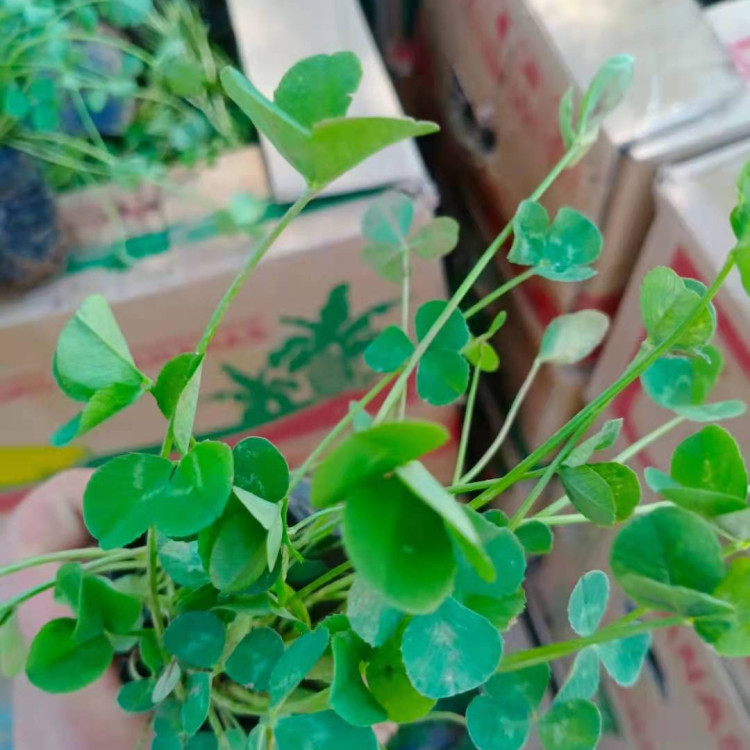 白三叶 多年生草本植物适应性广 白三叶种植基地 天一